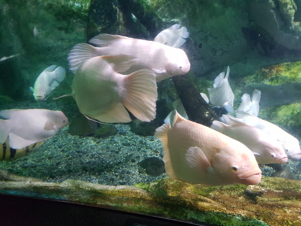 KakaoTalk_20190722_095240802.jpg